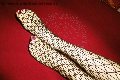 Foto Incontri Mistress Imperia Dottoressa De Sade - 38